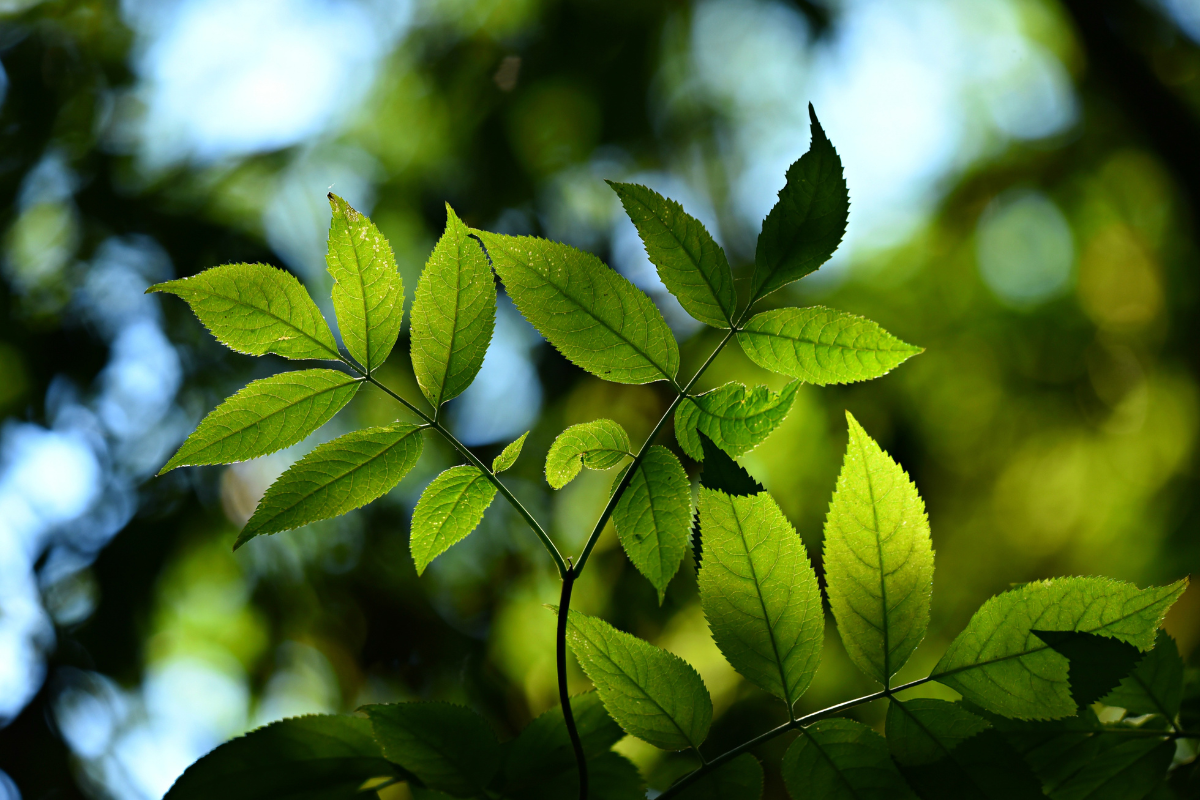 Le pouvoir des plantes et de la nature - lessecertsdenala.fr